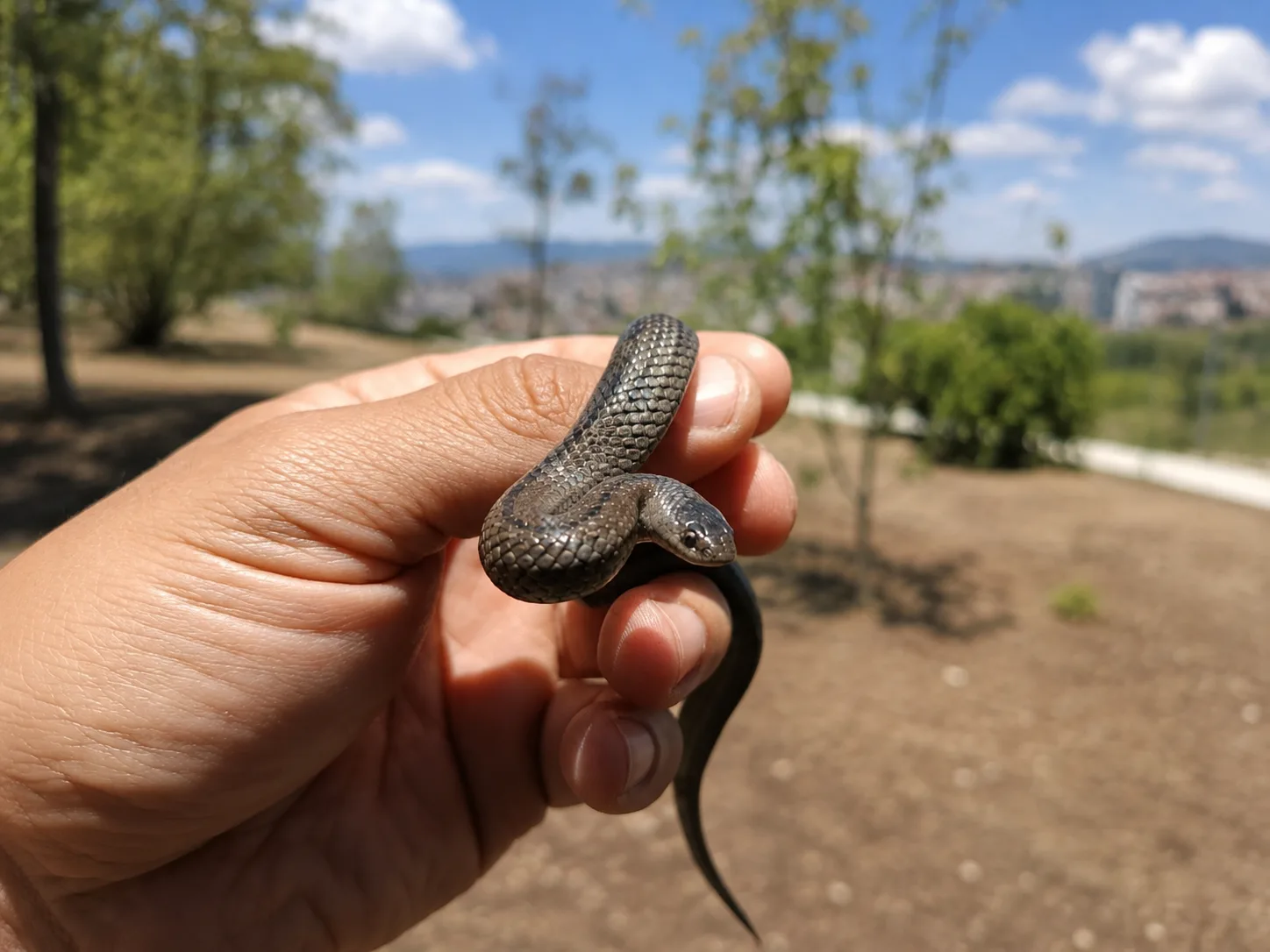 2 Reubicación fauna